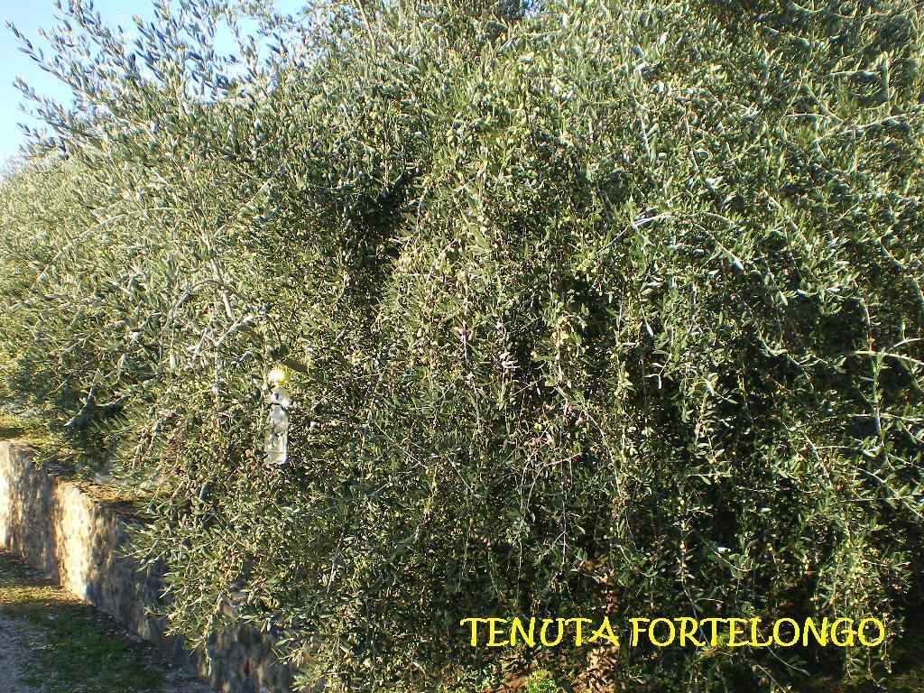 Tenuta Fortelongo Fara Vicentino Екстериор снимка